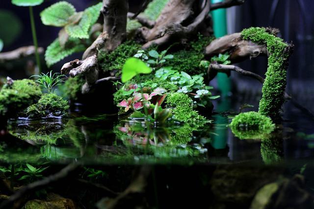 家居水景丨一个月的90水陆矮缸成景图展示