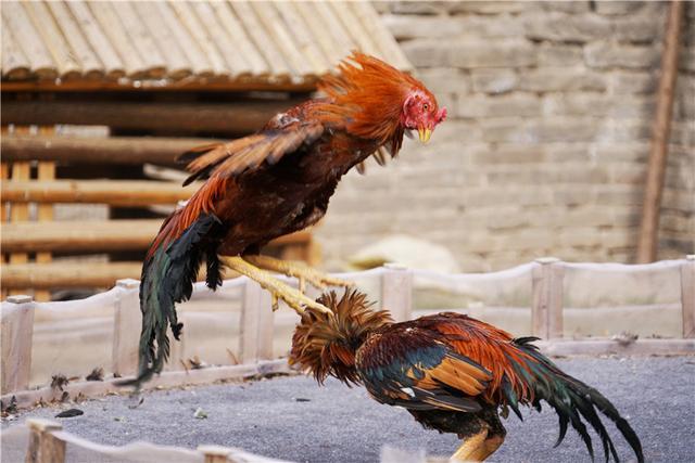 斗鸡是盛行两千多年的民间游戏，为何贵族平民都喜欢？