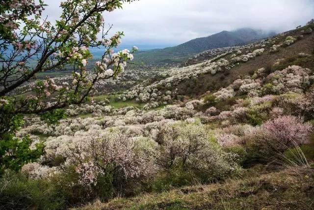 新疆的春天叫伊犁！花海、草原、原野组成了一幅人间最美的画卷