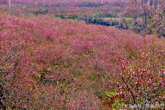 木瓜花都，开7色花，7万亩木瓜三月变花海，美女寻芳来来来