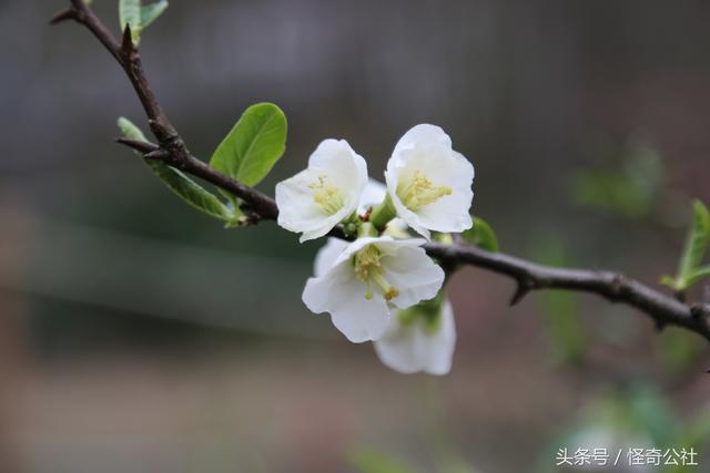 木瓜花都，开7色花，7万亩木瓜三月变花海，美女寻芳来来来