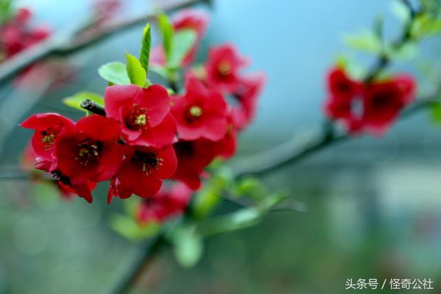 木瓜花都，开7色花，7万亩木瓜三月变花海，美女寻芳来来来