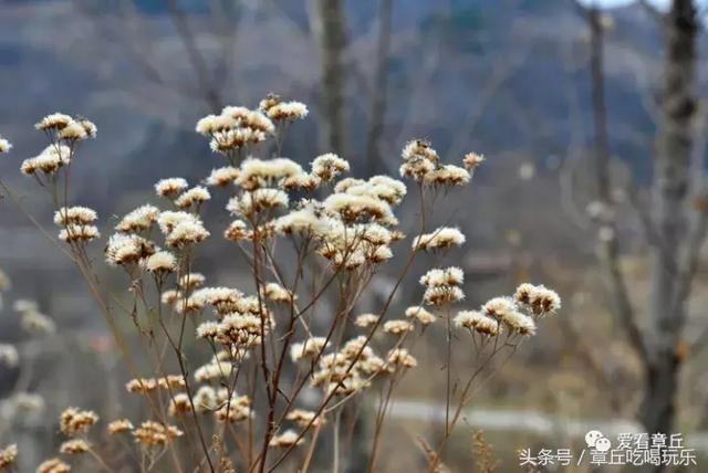 爱看章丘官庄街道石匣村