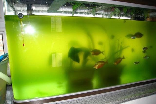 鱼缸的水是绿色的，对鱼有影响吗？