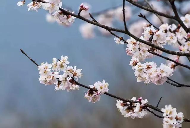 浙江最美赏花胜地, 临安有四个入围, 你都去过了吗?