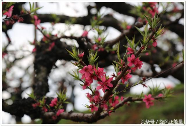 十里桃花红艳山，三月赏花正当时，连平上坪镇鹰嘴桃基地游记