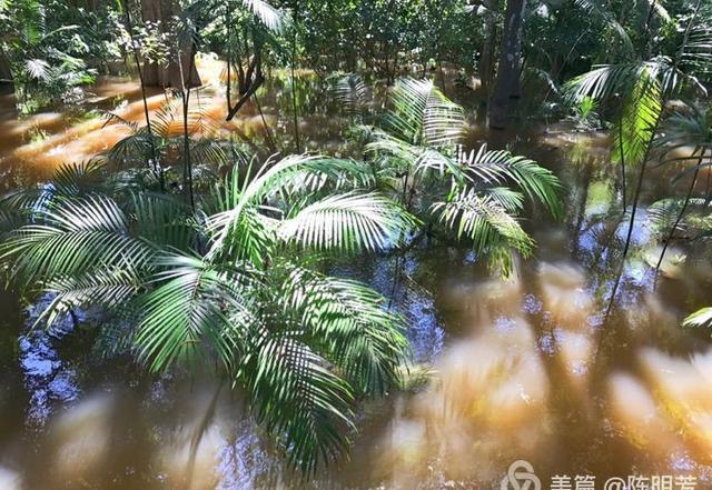 探秘亚马逊热带雨林