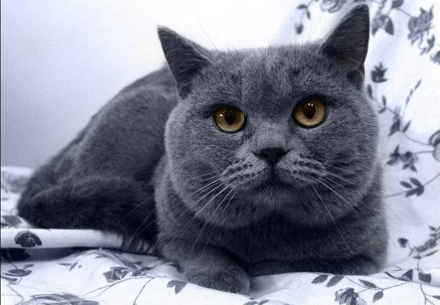 为什么猫咪会出现“鸳鸯眼”，小奶猫眼睛为什么是蓝色呢？