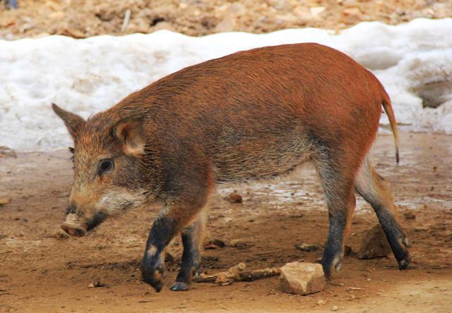 嵩县大坪陡沟，一个有关“野猪林”的真实故事……