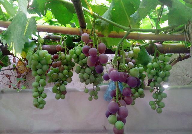 家里想种葡萄树, 教你一招, 满满的葡萄果