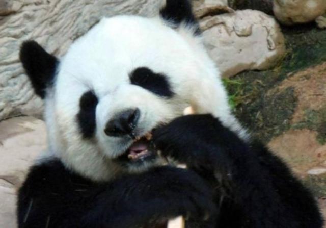 中国大熊猫在泰国月伙食费1000元，每天吃木头，牙齿磨损严重