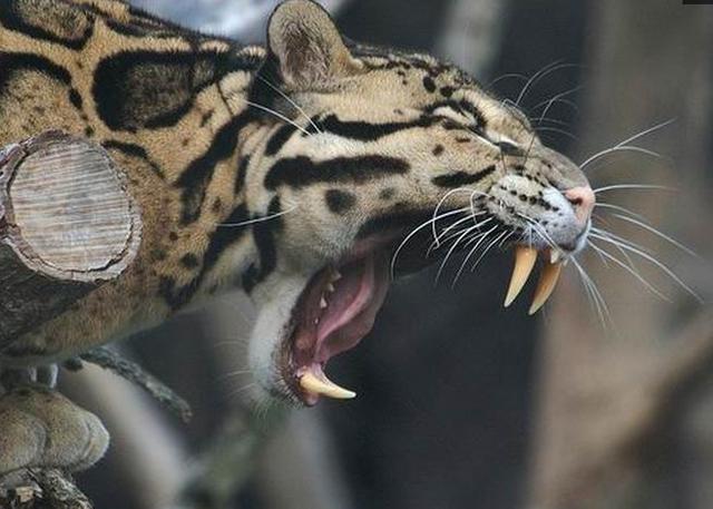 中国最神秘的猫科王者, 丛林中的幽灵杀手“小剑齿虎”