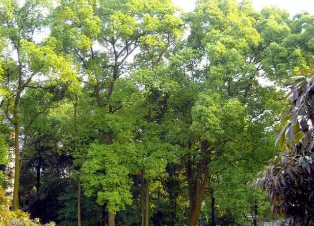 竹子护宅，香椿辟邪，植物栽种风水讲究