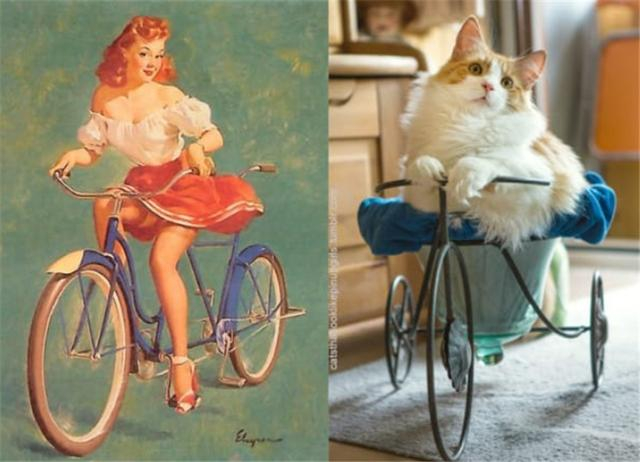 13张超性感猫咪来袭,可爱和性感的猫咪你更喜欢哪一个?