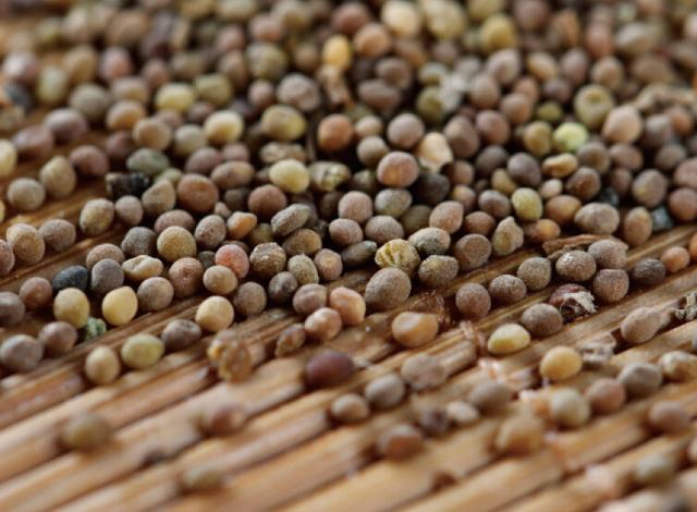 [转载]【原创】读诗人xlwushi《菟丝子》有感