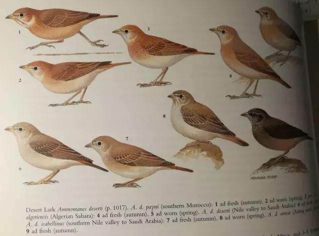 手机学习强国如何关闭百灵鸟刷新铃声?