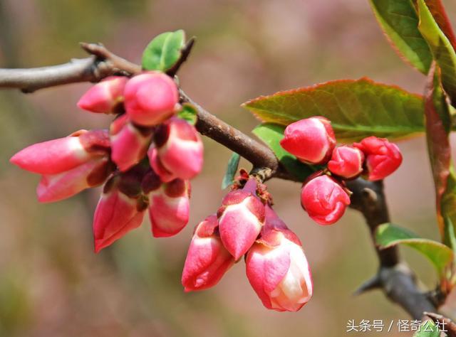 木瓜花都，开7色花，7万亩木瓜三月变花海，美女寻芳来来来