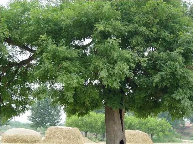竹子护宅，香椿辟邪，植物栽种风水讲究
