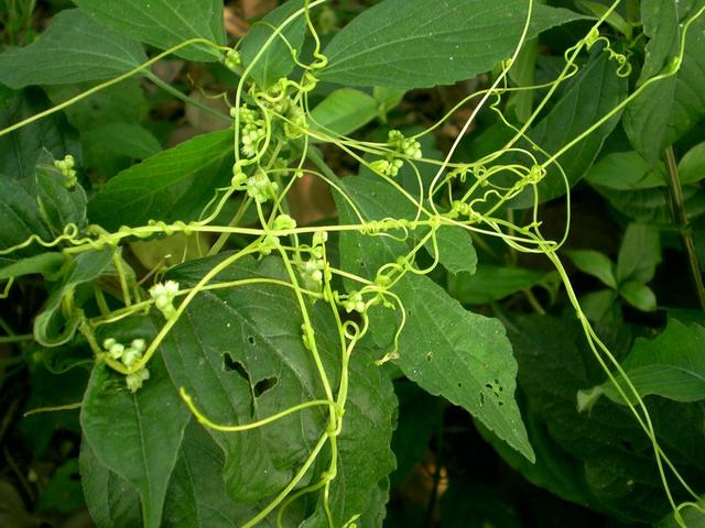 [转载]【原创】读诗人xlwushi《菟丝子》有感