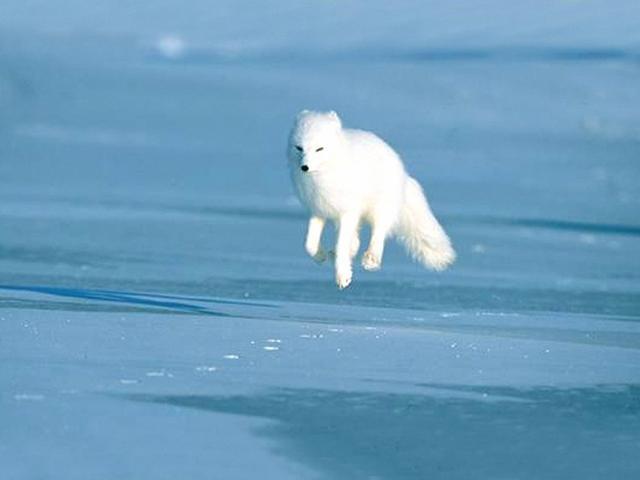 生活在北极圈里的四种白色精灵
