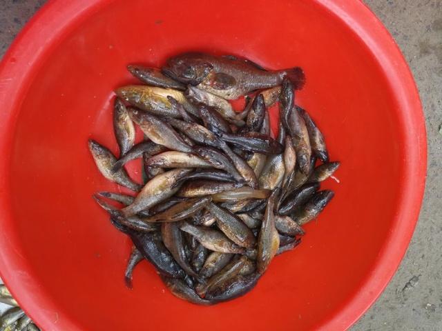 东北长白山区盛产的这八种冷水鱼都是人间美味