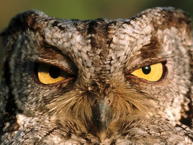 猫头鹰的脖子可旋转270°，眼球却不能动！而且都是大长腿