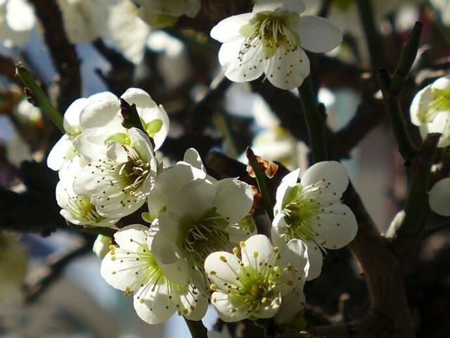 今日立春，春暖花开