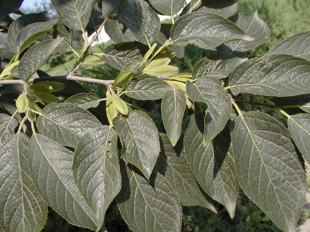 竹子护宅，香椿辟邪，植物栽种风水讲究