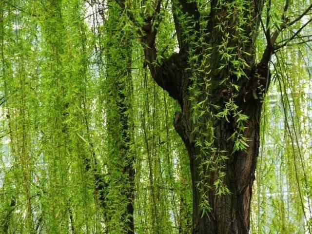 竹子护宅，香椿辟邪，植物栽种风水讲究