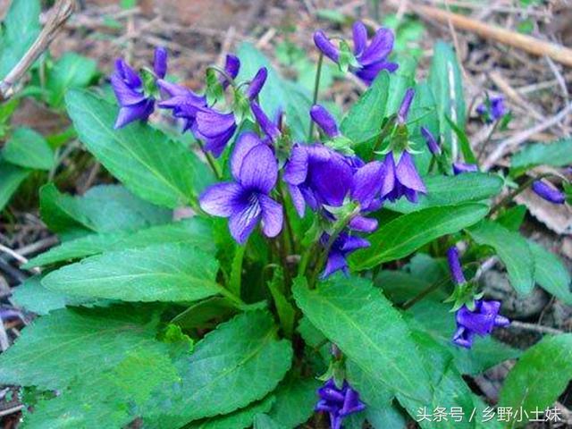 鲜为人知的早春野菜——紫花地丁，可观花也可食用
