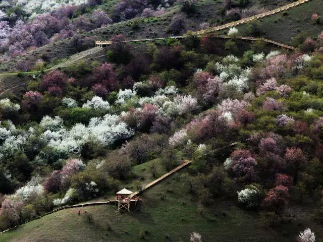 新疆的春天叫伊犁！花海、草原、原野组成了一幅人间最美的画卷