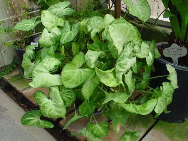 能够在低光照的室内生长旺盛的17种植物，遮阴处能养活
