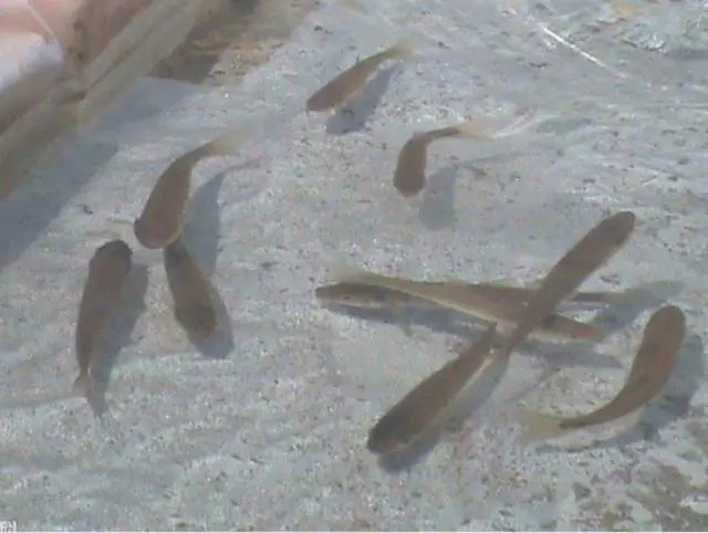 柳根鱼的家常美味|鲜美可口的柳根鱼炖豆腐 柳根鱼的家常美味|鲜美可口的柳根鱼炖豆腐