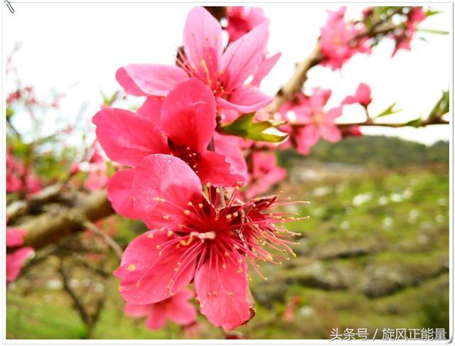 十里桃花红艳山，三月赏花正当时，连平上坪镇鹰嘴桃基地游记