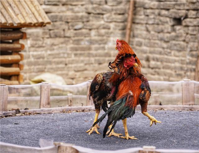 斗鸡是盛行两千多年的民间游戏，为何贵族平民都喜欢？