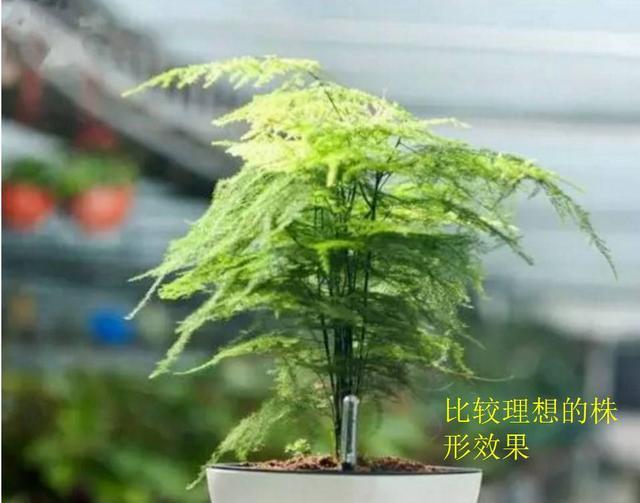 阿布教你养植物｜不要错过3种让文竹变美的修剪手法