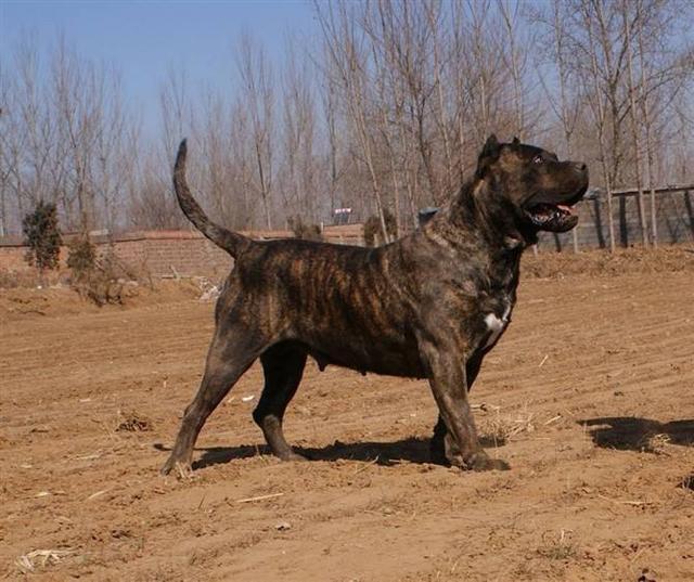 世界十大最凶猛的狗：藏獒只排第六，第一名发起疯主人也咬死
