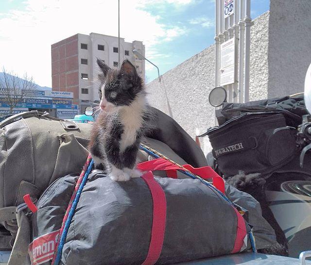 流浪的小猫咪遇见32岁背包客后，成为他旅行中的灵魂伴侣！