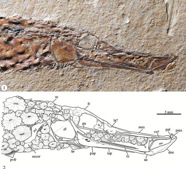 恐怖的远古鱼类：装甲喇叭鱼的化石被发现！