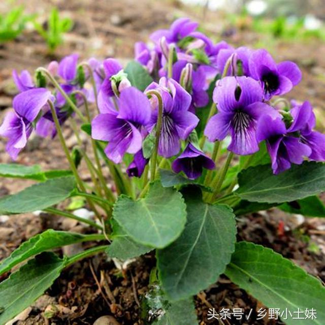 鲜为人知的早春野菜——紫花地丁，可观花也可食用