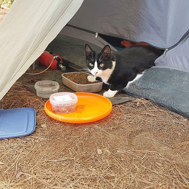 流浪的小猫咪遇见32岁背包客后，成为他旅行中的灵魂伴侣！