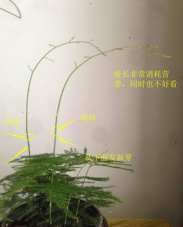 阿布教你养植物｜不要错过3种让文竹变美的修剪手法