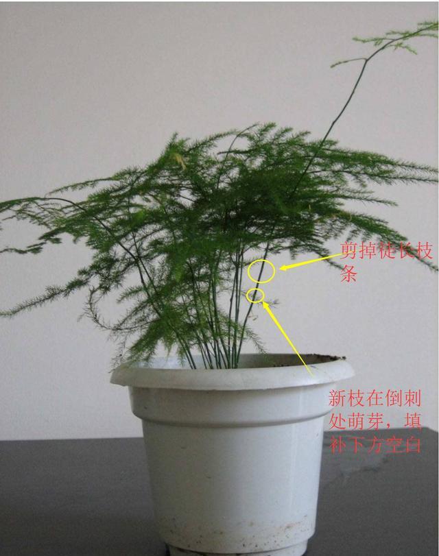 阿布教你养植物｜不要错过3种让文竹变美的修剪手法