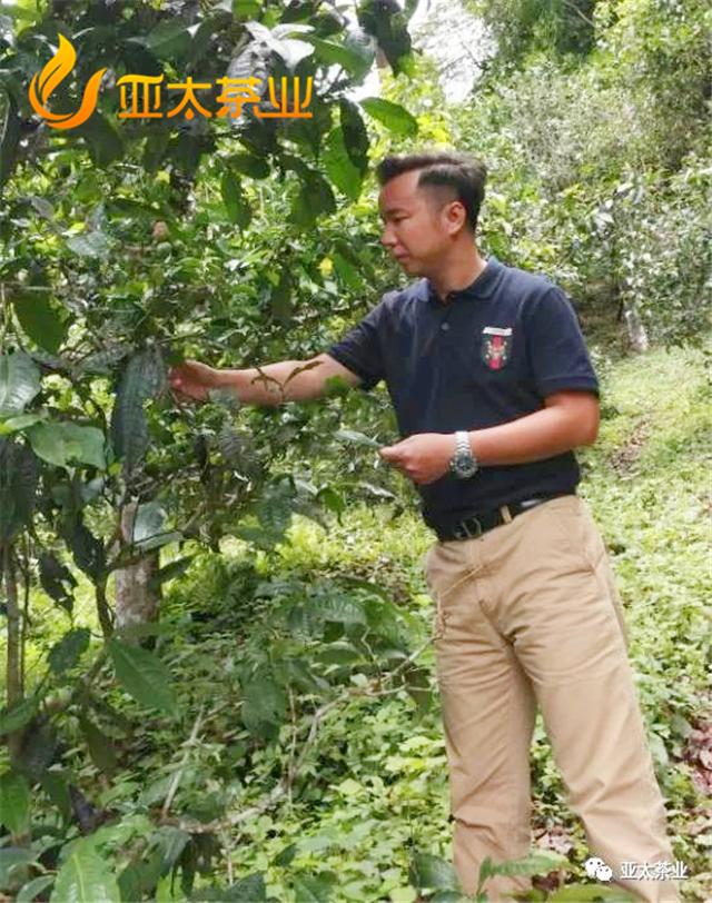老徐说茶｜优秀普洱茶人，不仅是口号喊得响