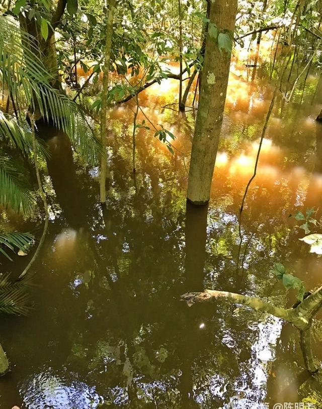 探秘亚马逊热带雨林