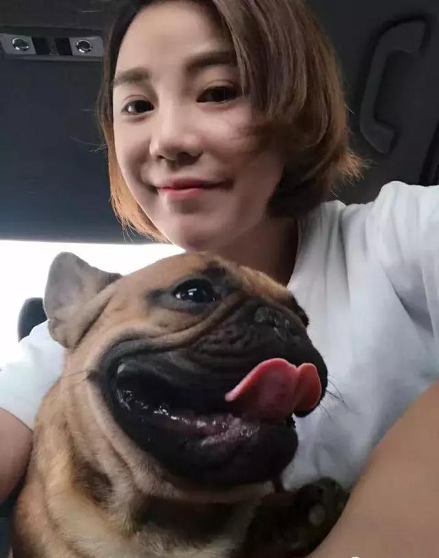 济南最美法国斗牛犬皮皮，这样的宠物狗狗只有亲生老娘才能降服