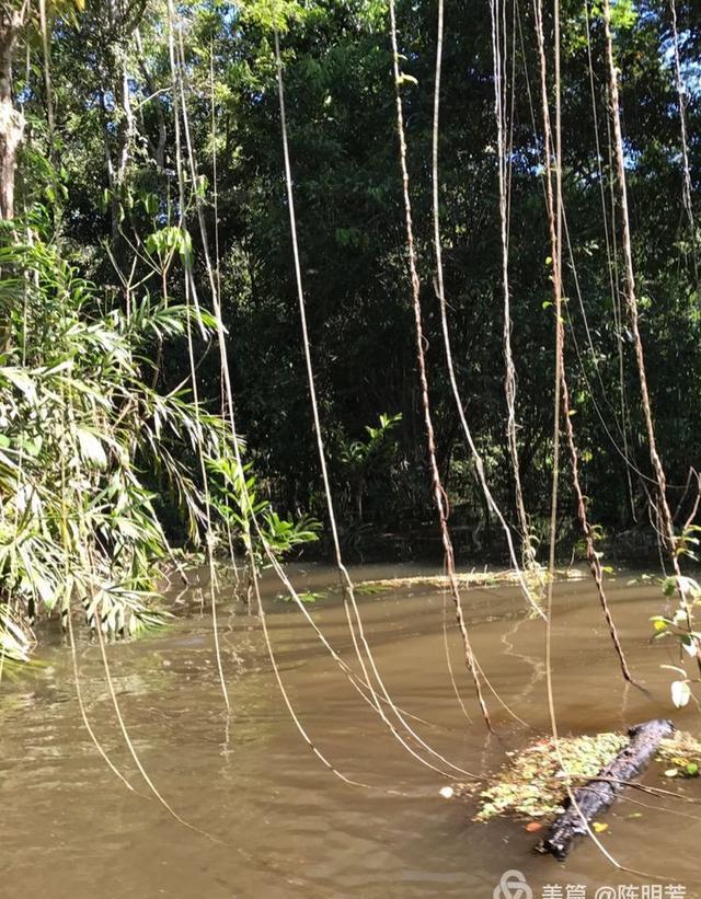 探秘亚马逊热带雨林