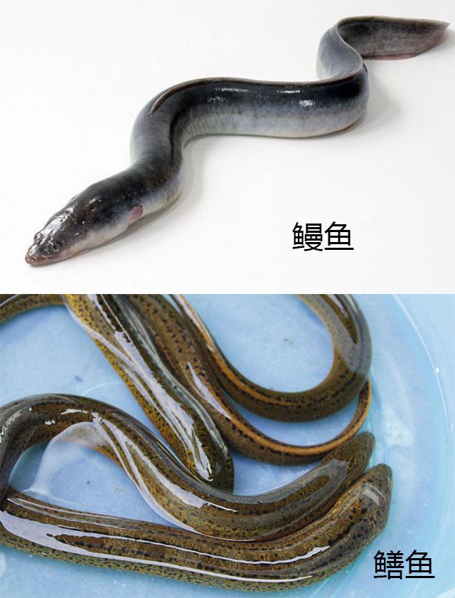 鳗鱼和鳝鱼是同一种东西吗？日本人那么爱吃的鳗鱼就是鳝鱼？