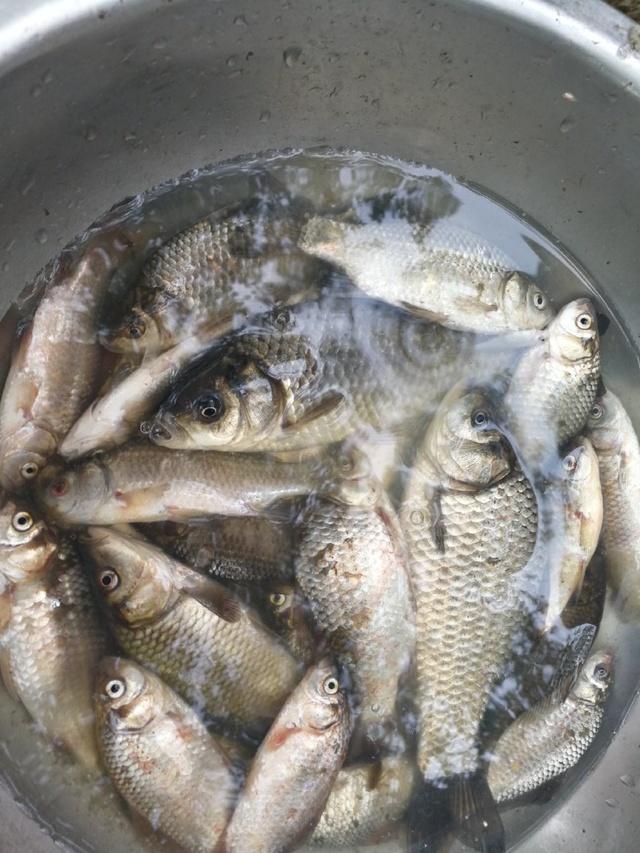 东北长白山区盛产的这八种冷水鱼都是人间美味