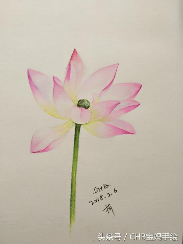 W59 含苞荷花[不畫線稿]